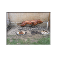 Whole Hog on a Spit